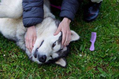 Bir insan Sibirya Husky 'siyle nazikçe oynayıp aralarındaki hoş bağı gösteriyor. Çimenli arka plan ferahlatıcı bir dokunuş ekler, yanına mor bir tarak yerleştirilir.