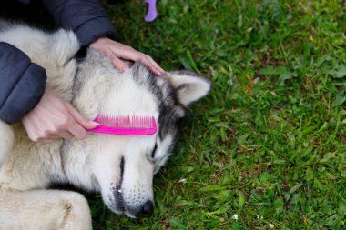 Bu iç açıcı sahne Alaska Malamute 'unu sevgiyle tımar eden kişinin pembe bir tarak kullandığını gösteriyor. Bu arada köpek yemyeşil çimlerde huzurlu bir anın tadını çıkarıyor. Evcil hayvan bakımı ve şefkat gösteriyor..