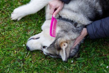 Resim, otlak bir alanda rahat bir köpeğin kürkünü tarayan bir eli tasvir ediyor, doğal bir ortamda evcil hayvan ve sahibinin arasındaki bağı gösteriyor..