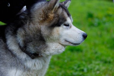 Huzurlu yeşil bir alanda çekilen Alaska Malamute 'unun çarpıcı bir görüntüsü. Görkemli kürkünü ve doğanın canlı manzaraları arasında barışçıl tavrını sergiliyor..