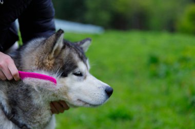 Bir insan Alaska 'lı sevimli bir Malamute' nin kürkünü hafifçe fırçalıyor. Gevşek saçlarını yolmak için. Evcil hayvan ve sahibi arasındaki bağı yemyeşil bir ortamda sergiliyor..