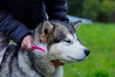 Bu resim, görkemli bir Sibirya Husky 'sini fırçalarken, bireyle köpek arasında yemyeşil bir ortamda özen ve dostluk gösteren huzurlu bir anı yakalar..
