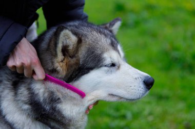 Bir kişi pembe bir tarak kullanarak bir Alaska Malamute 'unu nazikçe tımar ediyor. Köpek, canlı yeşil bir manzaranın ortasında rahat ve memnun görünüyor. Evcil hayvan ve sahibi arasındaki bağı gösteriyor..