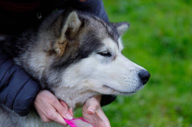 Nazik bir el tarafından terbiye edilmiş tapılası bir Husky, canlı yeşillik ile yakın ve sevgi dolu bir etkileşim gösteriyor doğadaki bu samimi evcil hayvan anını çerçeveliyor.