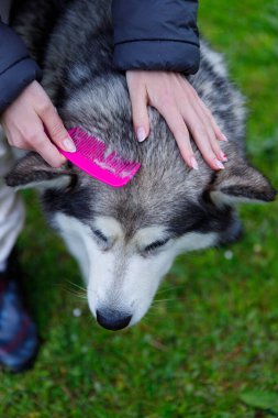 Bu görüntü, canlı yeşil çimen arka planına karşı parlak pembe bir tarakla köpeğini sevgiyle tımar eden bir insanı gösteren huzurlu bir hayvan bakımı anı yakalar..