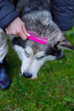 Sibirya Husky 'sini canlı pembe bir tarak kullanarak nazikçe tımar eden bir insan, evcil hayvanlara olan sevgisini ve bakımlarının sakin, çimenli bir ortamda önemini vurguluyor..