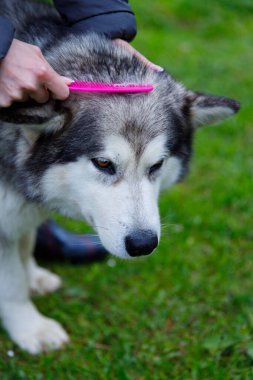 Görüntü, çimenli bir çimenlikte Sibirya Husky 'sinin tüylerini sarmak için pembe tarak kullanan birini gösteriyor. Köpek rahatlamış görünüyor. Bakım sırasında gösterilen özen ve ilgiyi vurguluyor..
