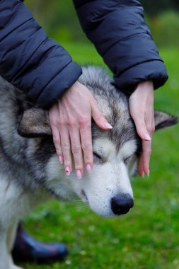 Huzurlu bir açık havada, bir insan sevgiyle ellerini bir Alaska Malamute 'sinin başına koyar, doğa ile çevrili insan ve köpek arasındaki bağı gösterir..