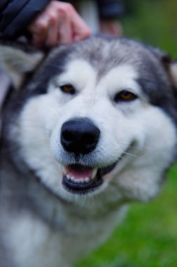 Bu görüntü, çarpıcı kürklü ve neşeli bir ifadeyle neşeli bir Alaska Malamute 'unu, açık havada canlı bir yeşillikle çevrelenmiş, sevgi dolu bir şekilde okşanıyor..
