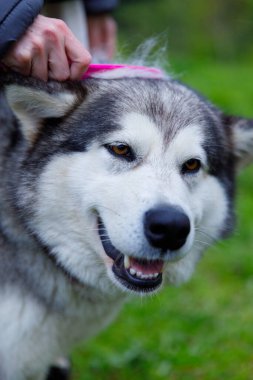 Görüntü, canlı yeşil bir ortamda bir insan tarafından tımar edilen neşeli bir köpeği yakalıyor. Köpeğin neşeli ifadesi, bu bakım seansında paylaşılan sevgi dolu bağı yansıtır..