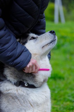 Bu hoş görüntü, canlı yeşil bir alanda Sibirya Husky 'sini sevgiyle tımar eden, insan ve evcil hayvan arasındaki bağı gözler önüne seren, açık hava ortamının keyfini çıkaran bir insanın görüntüsü..
