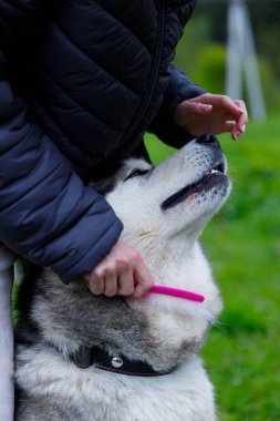 Bu iç açıcı anda, bir insan, canlı yeşil bir ortamda pembe bir tarakla köpeğini sevgiyle fırçalar ve evcil hayvanlarla sahipleri arasındaki yakın ilişkiyi gösterir..