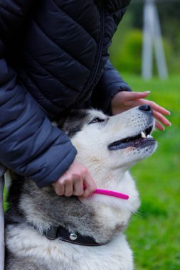 Bu huzurlu anda, bir insan pembe fırçalı köpeğini sevgiyle tımar ediyor, yeşil alanlarla dolu sakin bir ortamda güçlü bir bağ sergiliyor..