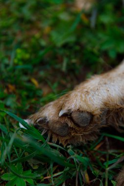 Detaylı bir görüntü canlı yeşil çimenlerin üzerinde dinlenen bir hayvanın pençesine odaklanır, kürkü, tırnakları ve topraksı dokuları vurgular, doğada huzurlu bir anı resmeder..