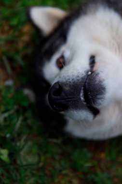 Bu resim yeşil çimlerin üzerinde uzanan oyuncu bir köpeğin yakından çekimini gösteriyor. Dışavurumcu yüzü neşeyi gösteriyor, eşsiz kürk desenlerini ve hareketli dış görünüşünü sergiliyor..