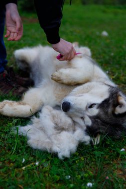 Çimlerin üzerinde tüylü bir köpeği tımar eden, tüylerini aldırmak için nazikçe tımar eden, insan ve evcil hayvan arasında samimi bir bağ olduğunu gösteren huzurlu bir an..