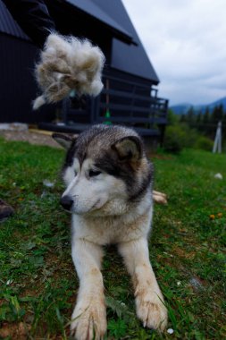 Tapılası bir köpek, sahibi bir tutam kürkü tutarken çimlerin üzerinde dinleniyor ve tımar sürecini vurguluyor. Huzurlu manzara huzurlu ortama eklenir.