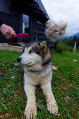 Tüylü bir köpek dışarıda tımarlanıyor ve bir insan tüylerini fırçalıyor. Manzaralı arka plan yeşillik ve bir ev içeriyor, evcil hayvan bakımı için huzurlu bir ortam yaratıyor..