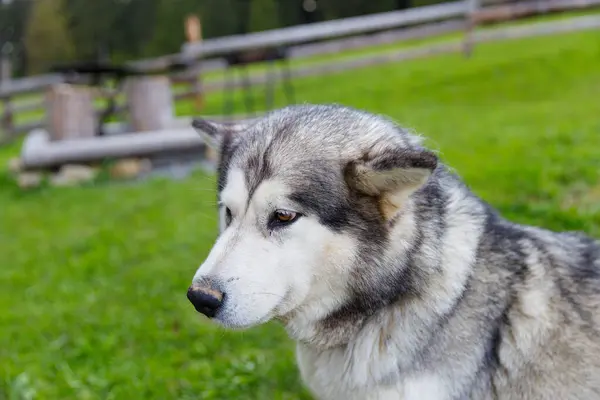 Bu görüntü, canlı yeşil bir alanda zarif bir şekilde oturan muhteşem bir Sibirya Husky 'sinin, yoğun kürk mantosunu ve sakin bir açık hava ortamının ortasındaki büyüleyici bakışlarını gösteriyor..