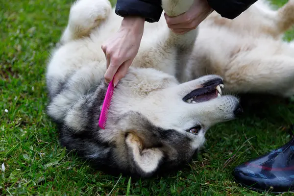 Bu iç açıcı sahnede, dost canlısı bir Husky sırt üstü uzanıyor, açık havada hafif bir tımar oturumunun keyfini çıkarıyor, evcil hayvan ve sahibi arasındaki bağın doğal bir ortamda altını çiziyor..
