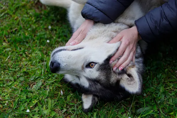 Yürek ısıtan bu sahnede, bir insan yemyeşil çimenlerin üzerinde uzanırken tüylü bir köpekle sevgi dolu bir şekilde iletişim kurar, arkadaşlığın ve doğanın güzelliğini temsil eder..