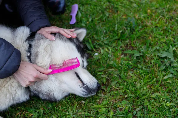 Bu sakin açık hava sahnesinde, bir Sibirya Husky 'si pembe bir tarakla taranırken huzur içinde yatar. Yeşilliğin ortasındaki ev sahibiyle sevgili hayvan arasındaki bağı vurgular..