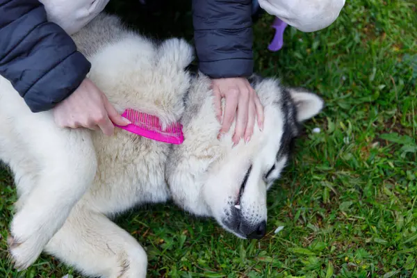 Bu iç açıcı sahnede, bir insan rahat bir köpeğin kürkünü severek fırçalarken yemyeşil bir çimenlikte vakit geçirir, evcil hayvan bakımı ve arkadaşlığının neşesini gözler önüne serer..