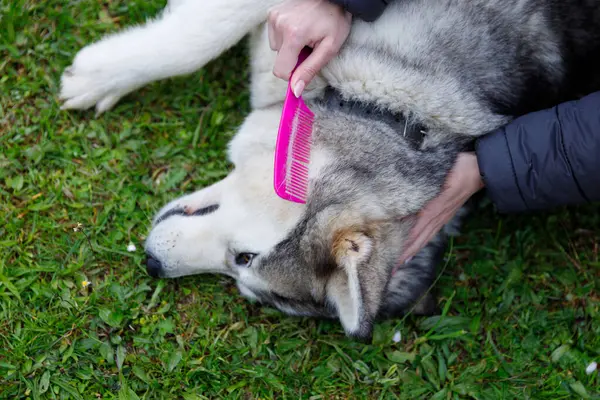 Resim, otlak bir alanda rahat bir köpeğin kürkünü tarayan bir eli tasvir ediyor, doğal bir ortamda evcil hayvan ve sahibinin arasındaki bağı gösteriyor..