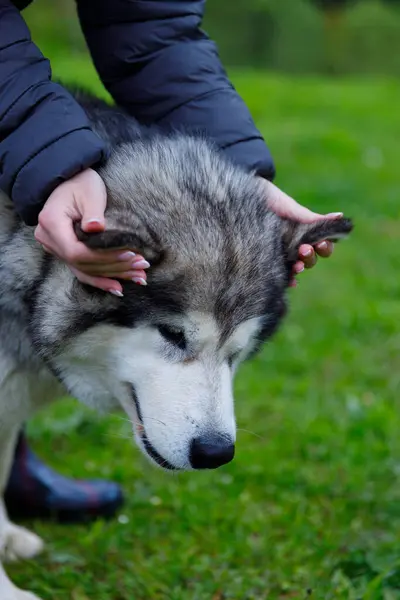 Görüntü, Alaska 'lı bir köpekle bir insan arasında sakin bir anı gösteriyor. İdareci sevgiyle kulaklarını tutuyor ve sevgiyi doğal bir ortamda sembolize ediyor..