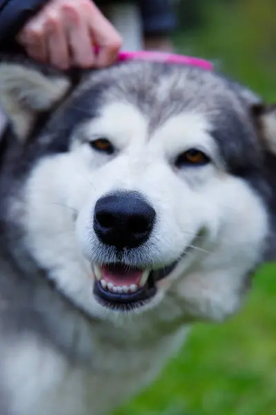 Bu görüntü, Alaska Malamute 'nin özenle eğitildiğini, dostça bir tavır sergilediğini ve hayvanlarla insan dostları arasındaki sevgi dolu ilişkiyi vurguluyor..