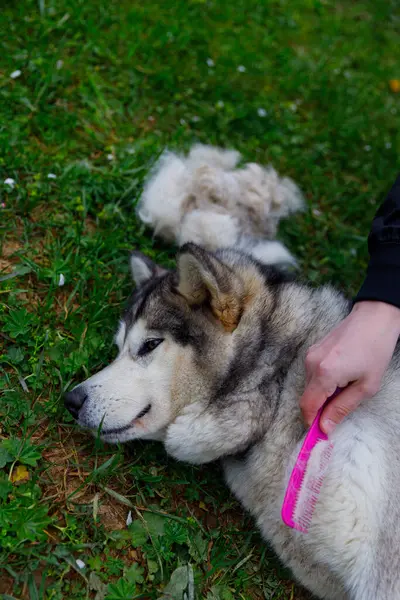 Sakin bir açık hava ortamında, bir insan pembe bir tarak kullanarak rahat bir köpeği tımar ediyor, yemyeşil çimlerle çevrili, insanlar ve sevdikleri hayvanlar arasındaki bağı gösteriyor..