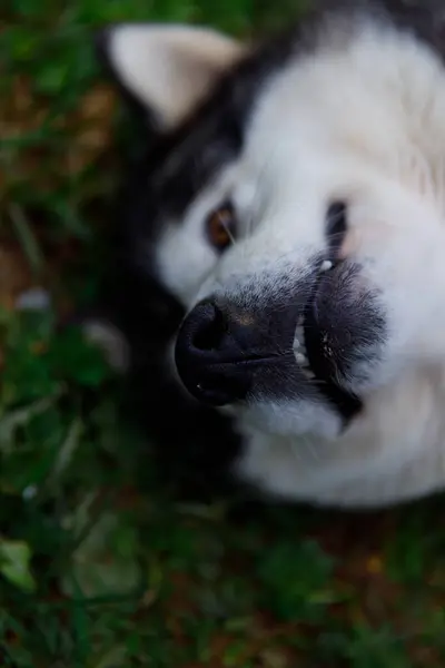 Bu resim yeşil çimlerin üzerinde uzanan oyuncu bir köpeğin yakından çekimini gösteriyor. Dışavurumcu yüzü neşeyi gösteriyor, eşsiz kürk desenlerini ve hareketli dış görünüşünü sergiliyor..