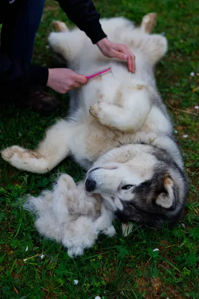 Bu dingin açık havada, bir insan yumuşak kürk kümeleri etrafa saçılmış yemyeşil çimlerde uzanan gevşek bir kabuğu nazikçe fırçalar ve tımar eder..
