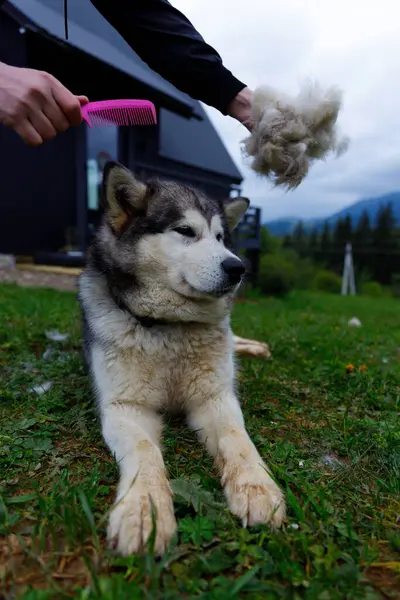 Huzurlu bir açık hava ortamında, hoş bir Alaska Malamute 'si dikkatlice bakılıyor, bir el tüylü bir kürkü tutuyor, hoş bir günde dökülme sürecini gözler önüne seriyor..