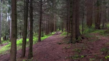 vahşi çam ormanı yüzeyde kök saldı... kel dallar... kameranın düz hareketi... kırmızı kırılan iğneler... alçak yerde... yabani bitkiler ve çalılar...