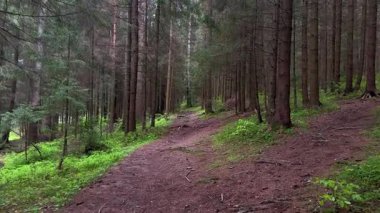 vahşi çam ormanı yüzeyde kök saldı... kel dallar... kameranın düz hareketi... kırmızı kırılan iğneler... alçak yerde... yabani bitkiler ve çalılar...
