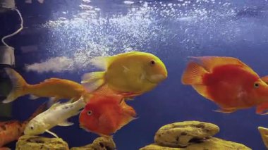 Mercan ve ağaç dallarıyla dekore edilmiş büyük bir akvaryumun yakın çekimi, büyük sarı ve turuncu balıklar yüzüyor, yapay hava desteği, su dolaşımı, papağan balığı