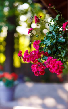 Bu güzel görüntü doğanın özünü yakalar. Pembe sardunya çiçekleri zarif bir şekilde asılı durur. Yumuşak, dağınık ışıklandırmayla dolu sakin bir bahçe zeminiyle çevrili..