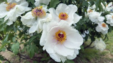 Bu resim, yemyeşil yaprakların arasına yerleşmiş, güzel, beyaz şakayıklar sunuyor. Baharın canlı güzelliğinin özünü yansıtan pitoresk bir manzara yaratıyor..