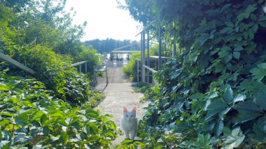 Bu görüntüde yemyeşil bitkilerle çevrili sakin bir patika var. Huzurlu bir rıhtıma doğru gidiyor. Meraklı beyaz bir kedi yol boyunca huzur içinde yürür..