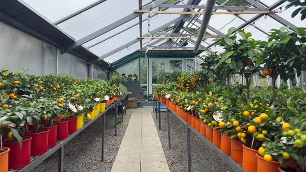Huzurlu bir sera çevresi çeşitli renklerde parlak meyveler içeren turunçgil bitkilerini sergiliyor, canlı ve canlı bir bitki yetiştirme atmosferi yaratıyor..