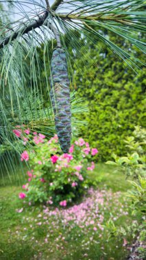 Bu resimde bir daldan sarkan bir çam kozalağı, yerde ve arka planda canlı pembe çiçeklerle çevrili, resim gibi ve huzurlu bir bahçe atmosferi yaratıyor..
