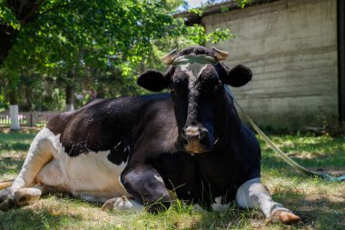 Görüntü, otların üzerinde rahat bir şekilde uzanan, güneşin sıcaklığında güneşlenen, bir ağacın altındaki gölgenin tadını çıkaran sakin siyah ve beyaz bir ineği yansıtıyor..