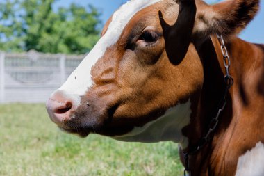 Beyaz yüzlü, sakin bir kahverengi inek yakın plan, yeşil çimenler ve açık mavi bir gökyüzü üzerine kurulmuş, kırsal tarım ortamlarında sakinliği vurgulayan ve çiftlik hayvanları güzelliği.