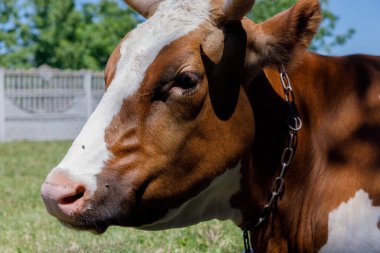 Bu görüntü, güneşli bir çayırda duran kahverengi ve beyaz bir ineğin, sakin kırsal bir çevrede hayvanın nazik özelliklerini vurgulayan güzel bir görüntüsünü sunuyor..