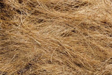 Bu resim, birbirine dolanmış altın kuru otların yoğun bir düzenini, doğal bir dokuyu ve sakin bir açık havada kurumuş floranın sıcak tonlarını gözler önüne seriyor..