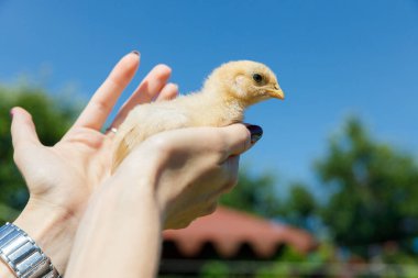 Bu resim, yumuşak sarı bir civcivi kucaklayan, sıcaklığı ve masumiyeti yansıtan, canlı mavi bir gökyüzüne ve arka planda canlı bir yeşilliğe dayanan nazik bir eli gösteriyor..