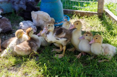 Bu hoş sahnede, bir kaç ördek yavrusunun yemyeşil çimenlerin üzerinde dinlendiği, kabarık tüylerini ve tuhaf ifadelerini sergiledikleri ve birbirleri ile etkileşime girerek keyif aldıkları görülüyor..