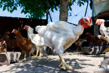 Bu görüntü, çeşitli renklerdeki tavukların, parlak güneş ışığının ve doğal güzelliklerle dolu canlı kırsal bir atmosferin yer aldığı aktif bir tavuk kümesi sahnesini çekiyor..