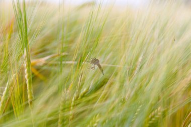 Bu resim, rüzgarda hafifçe sallanan narin iplikçikli yemyeşil bir arpa tarlasını gösteriyor. Doğanın özünü somutlaştıran, otların arasında kamufle olmuş bir böcek görülebilir..